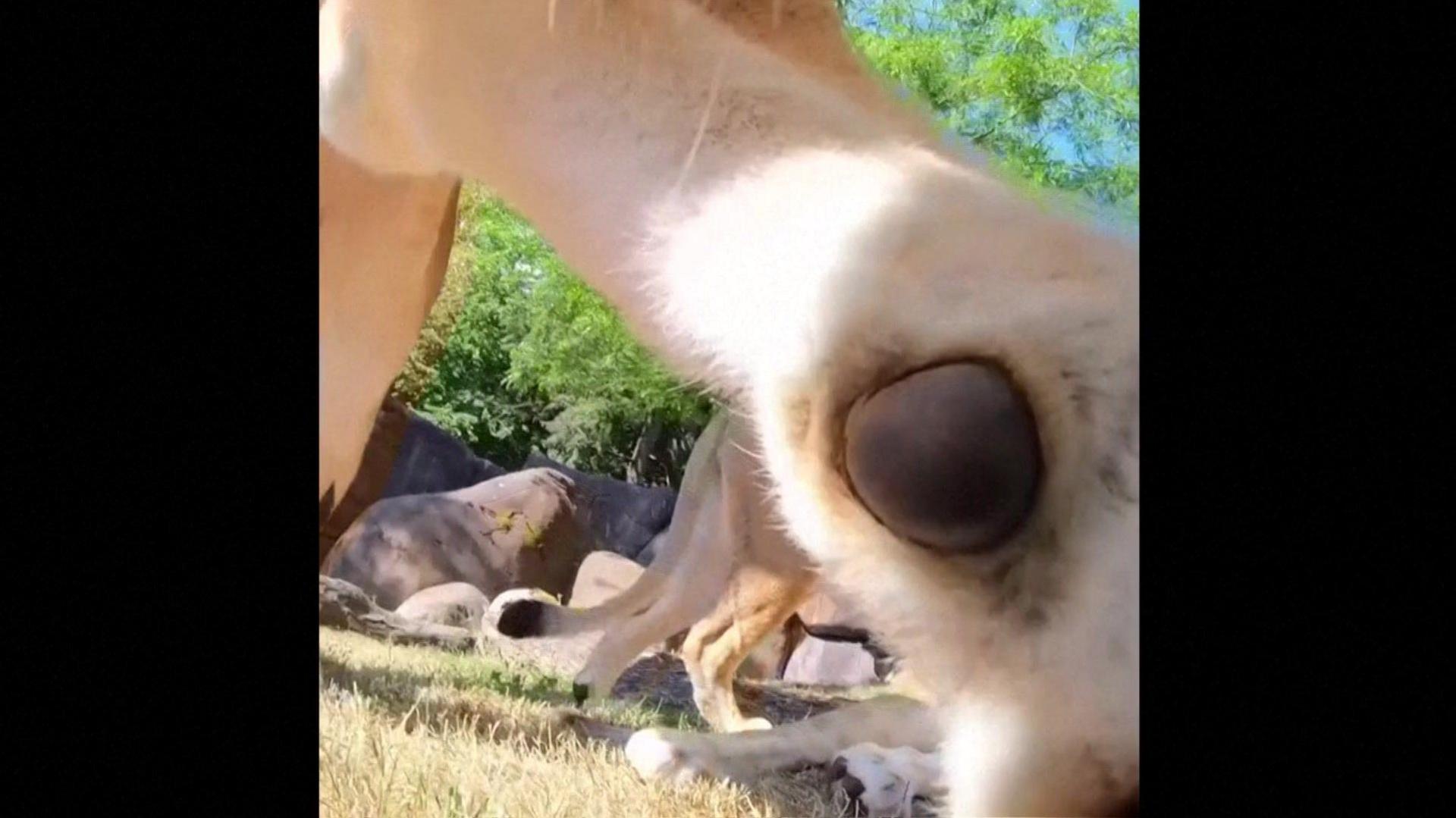 Lioness pawing at the camera