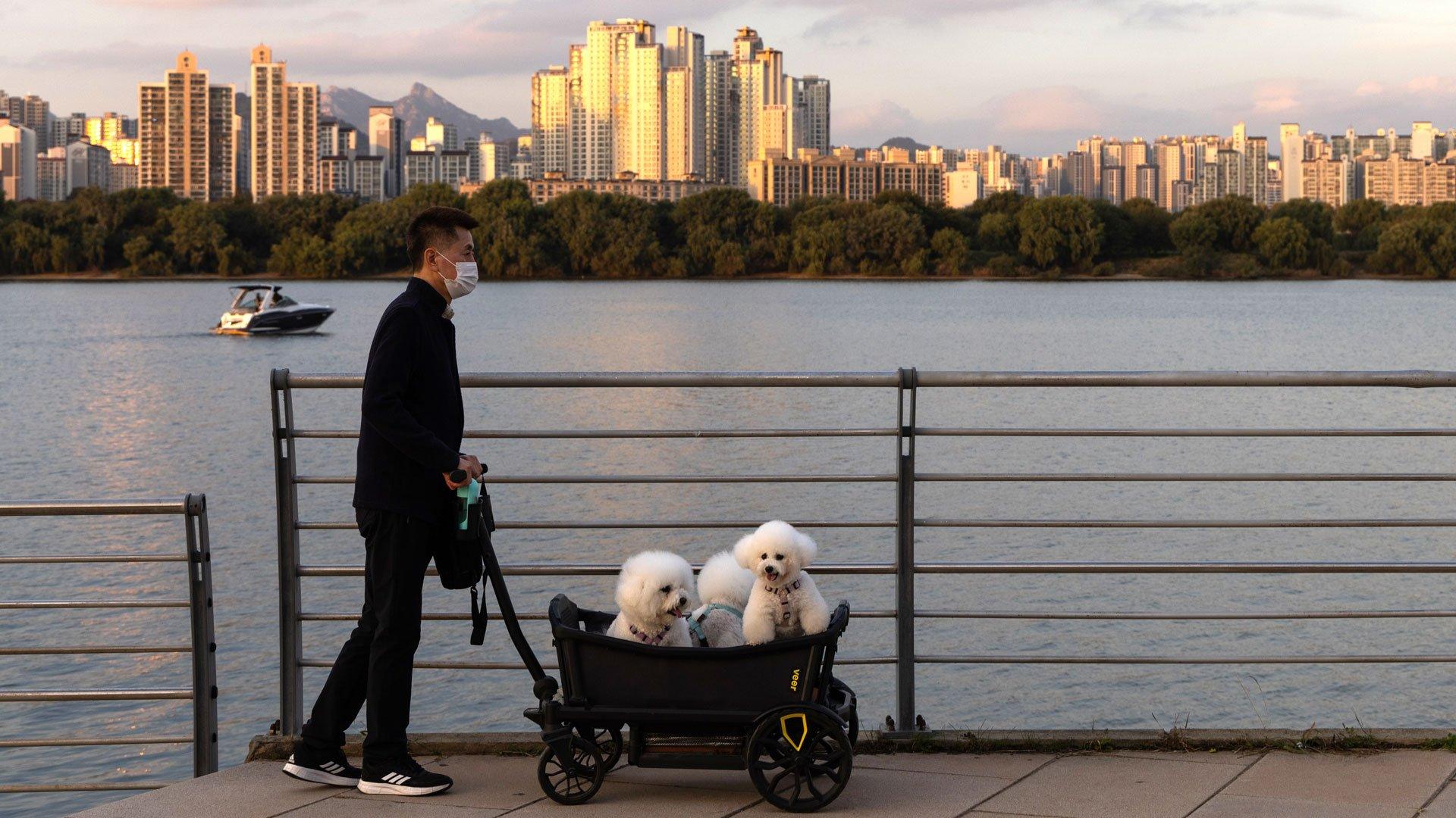 A man pushes a stroller with dogs in Seoul, October 2023.