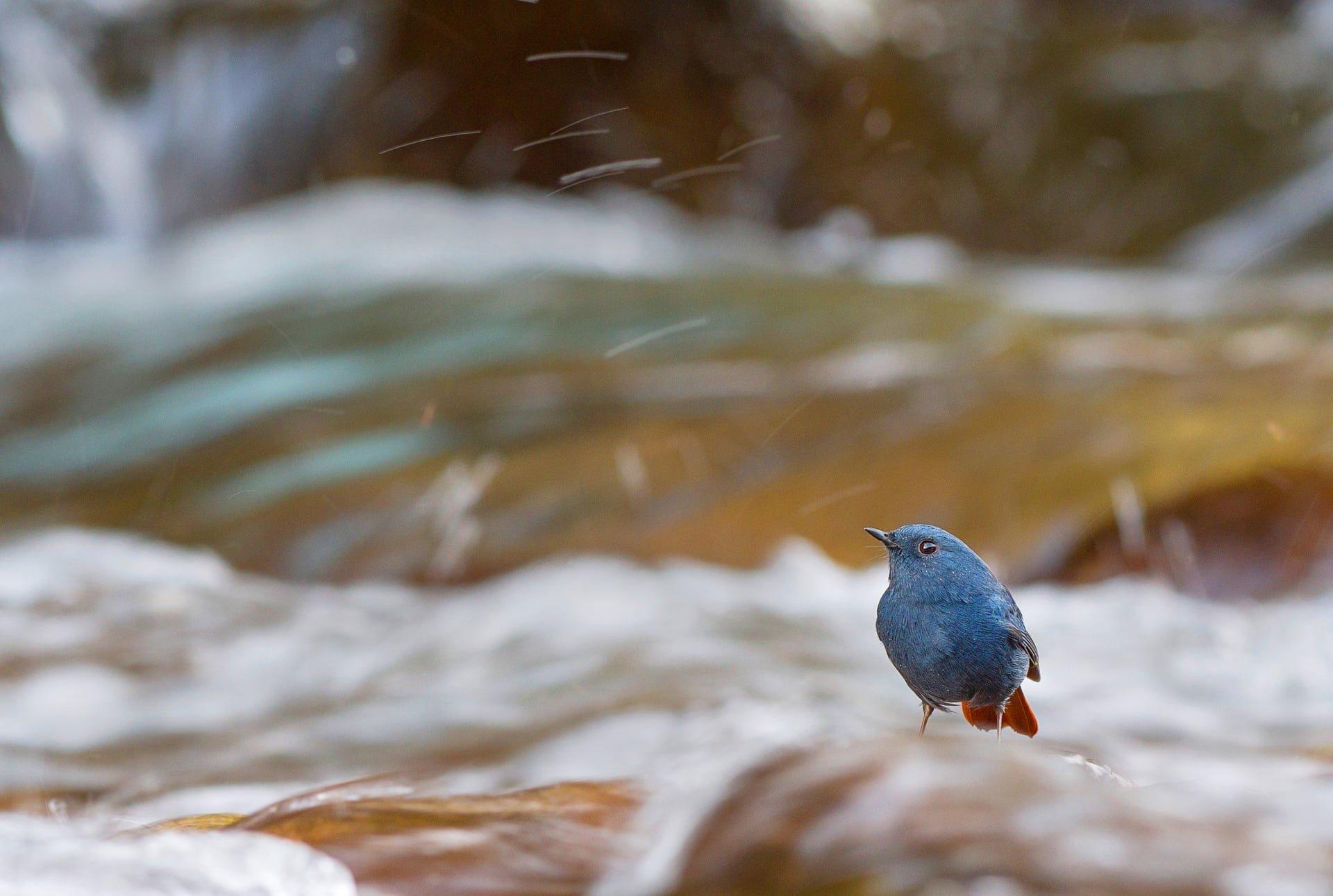 plumbeous water redstart