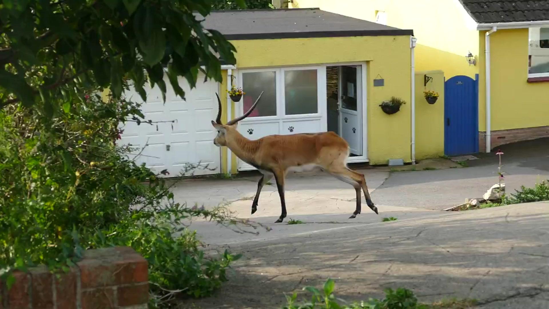 Lechwe antelope on the loose in Paignton