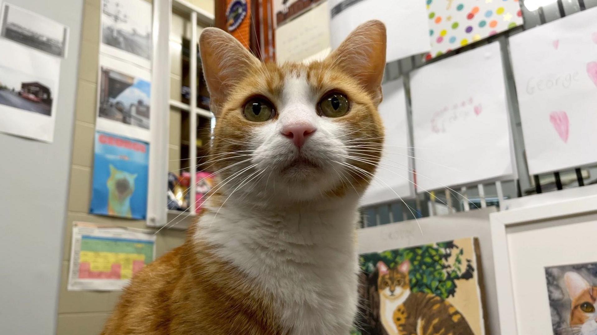 A ginger and white cat sits in a room filled with drawings which are mostly of cats