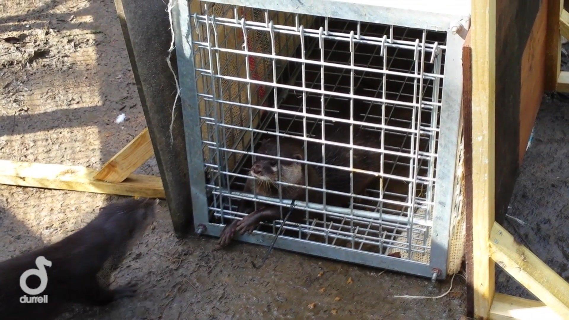 Otters meeting