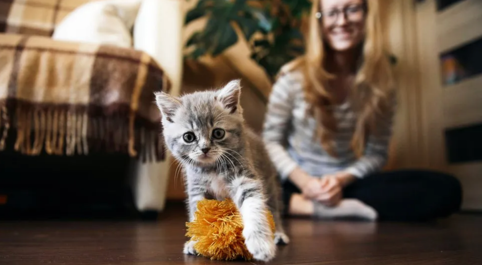 kitten playing fetch 