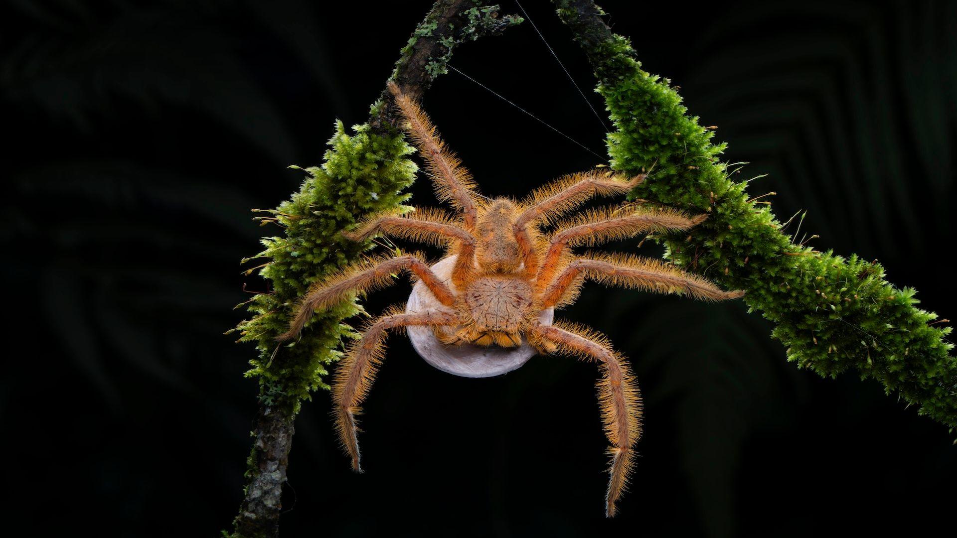 large red spider