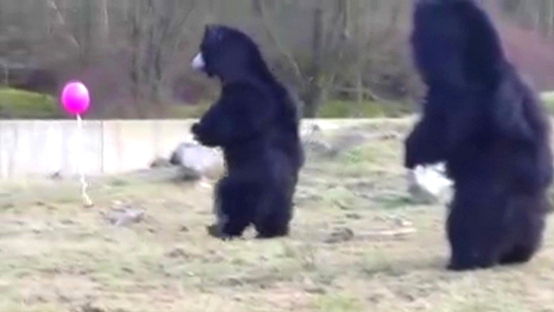 Bears with pink ballon