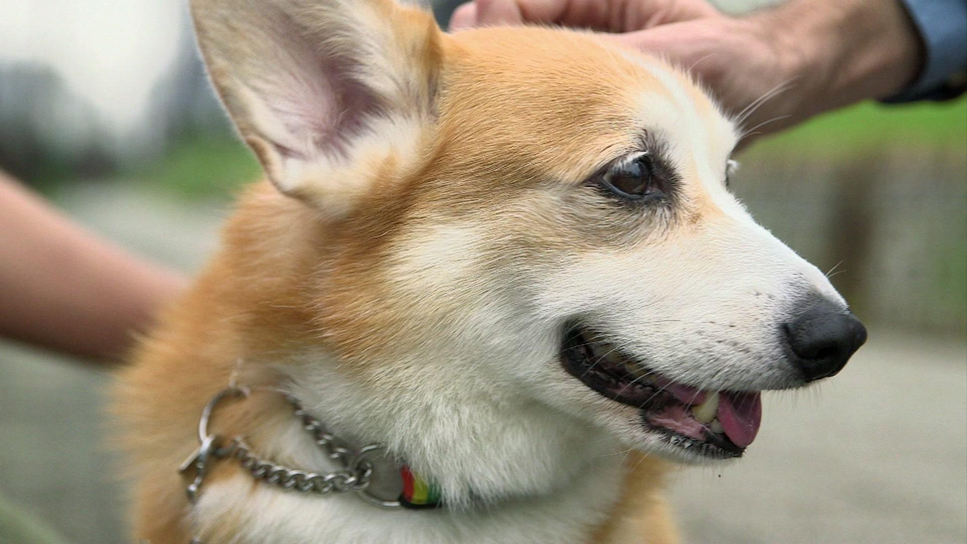 Akane, the dog, wearing the Inupathy collar