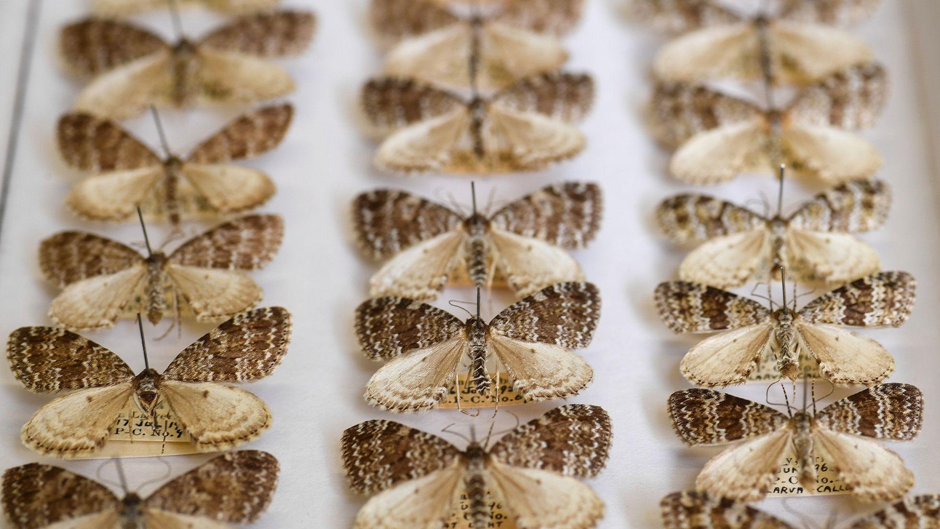Brown and cream moths pinned on a plain white surface
