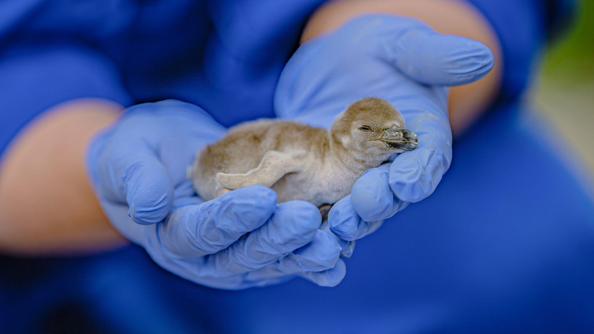 penguin chick gently held in hands