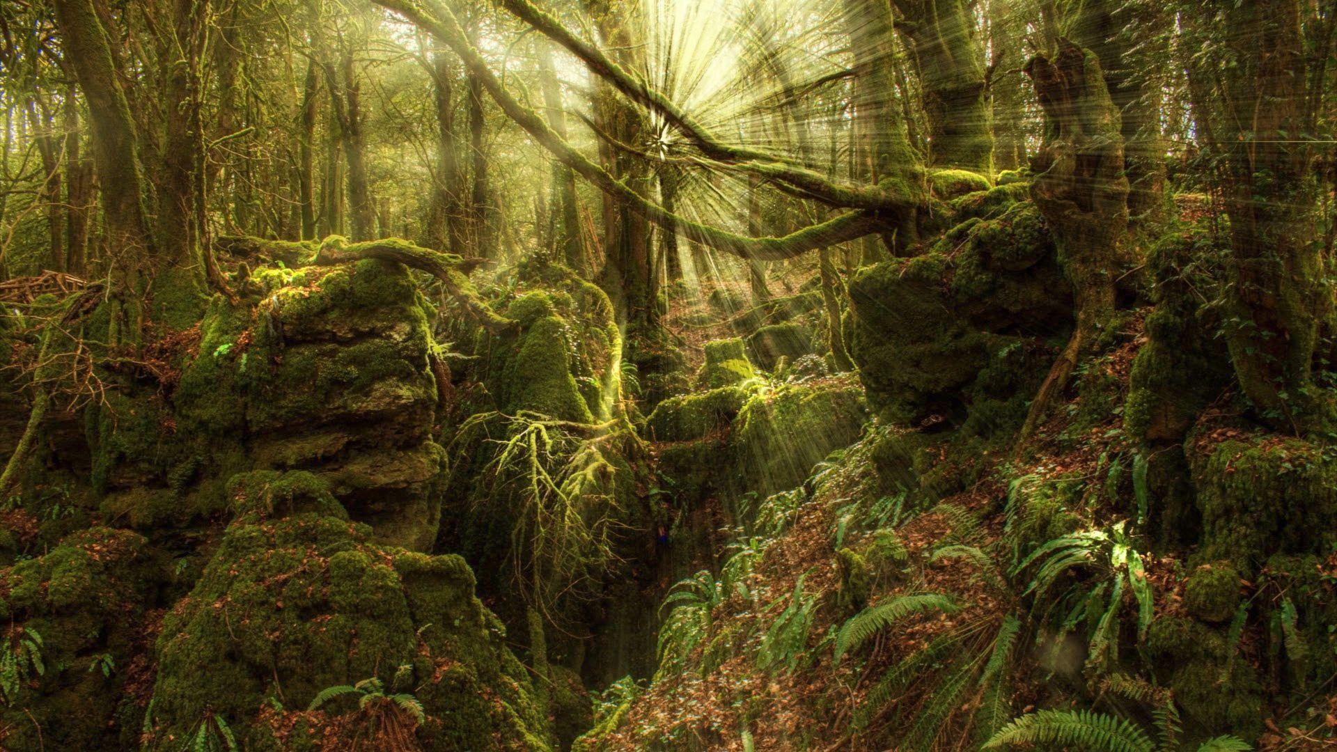 A view through the trees in a forest. The sunlight is bursting through the leaves from a single focal point and casting light outwards across the picture. The ground is covered in brown leaves, gnarled tree roots, small green ferns and mossy rocks. 