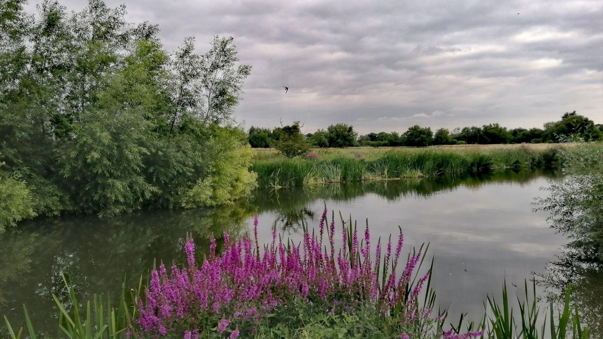 A river with a bird flying and purple flowers in the forefront on a riverbank in Lechlade in Gloucestershire