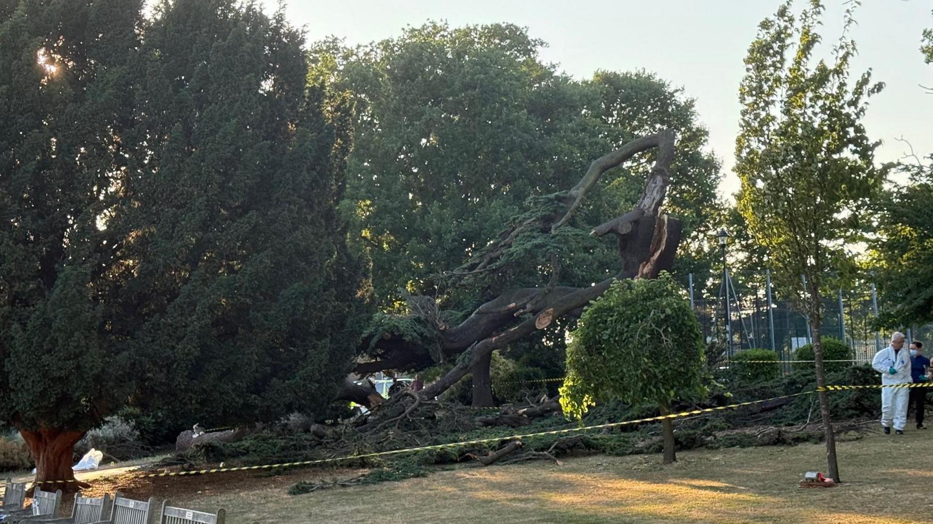 A different viewpoint of the fallen tree, seen from the side. Half of the trunk is split down the middle and the top is missing entirely. There are branches on the floor and yellow hazard tape al around. A person in white forensic outfit walks past three onlookers. A series of smart wooden benches lines the edge of the lawn, were other trees also stand.