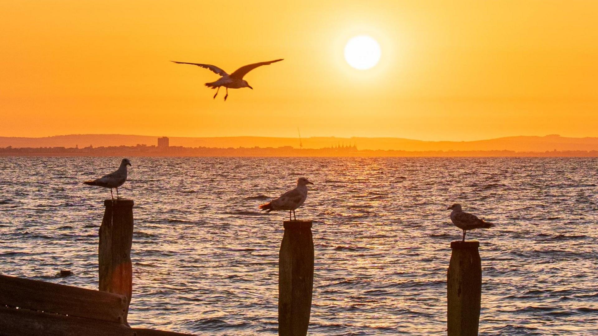 Seagulls perch and fly near the sea as the sun rises in West Sussex