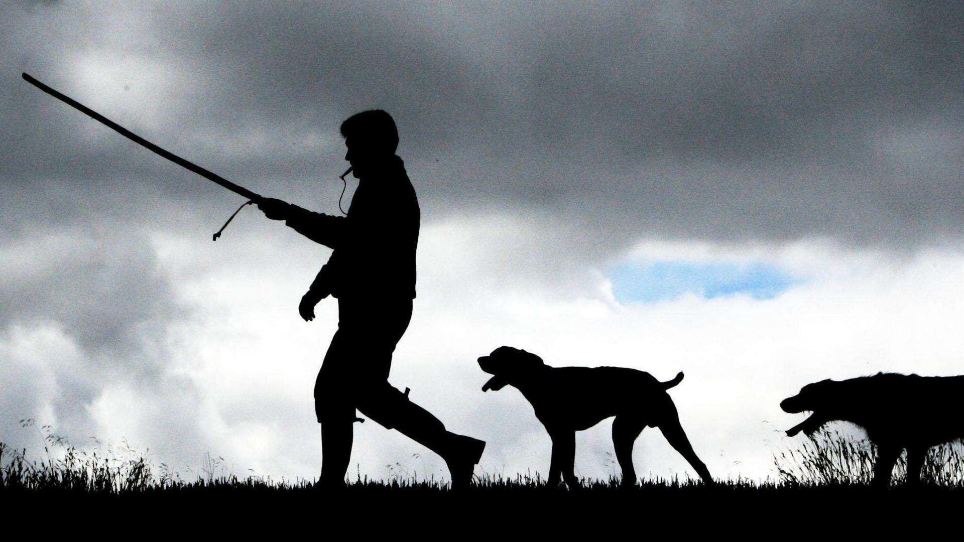 A silhouetted image of a gamekeeper with his short and wirehaired pointer dogs. The game keeper is holding a long stick, pointing it in a forward direction. He is followed by the two dogs.