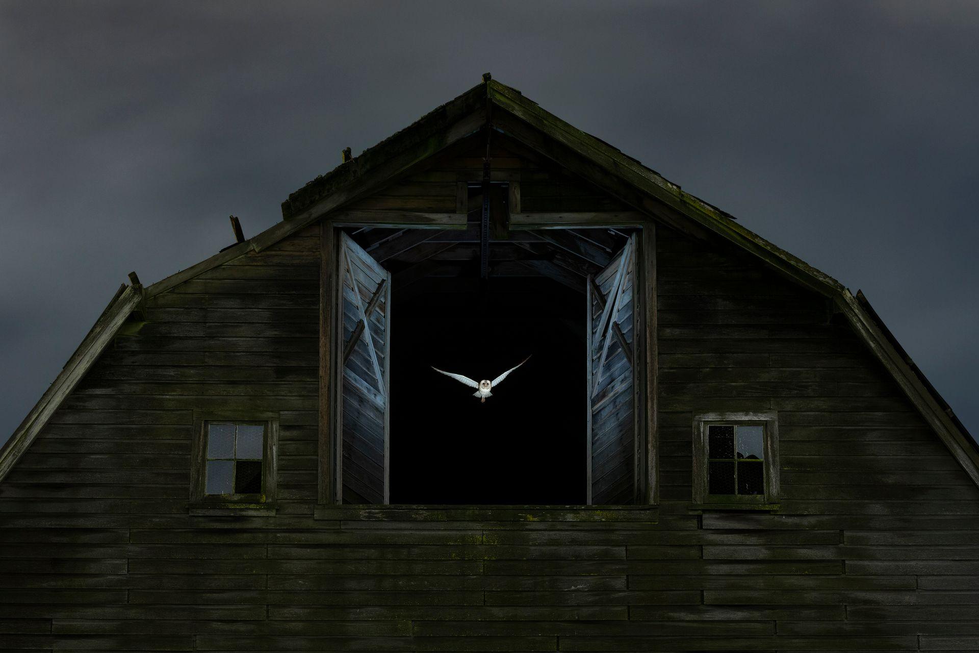 a barn owl flies out of an old barn