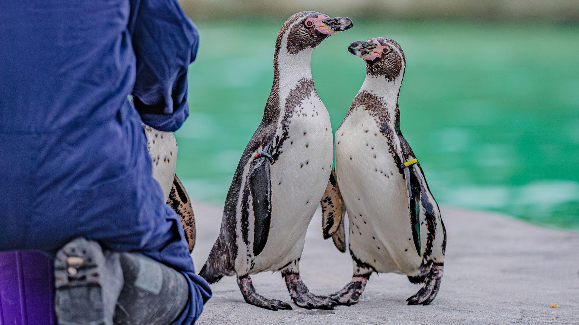 two humboldt penguin adults being fed