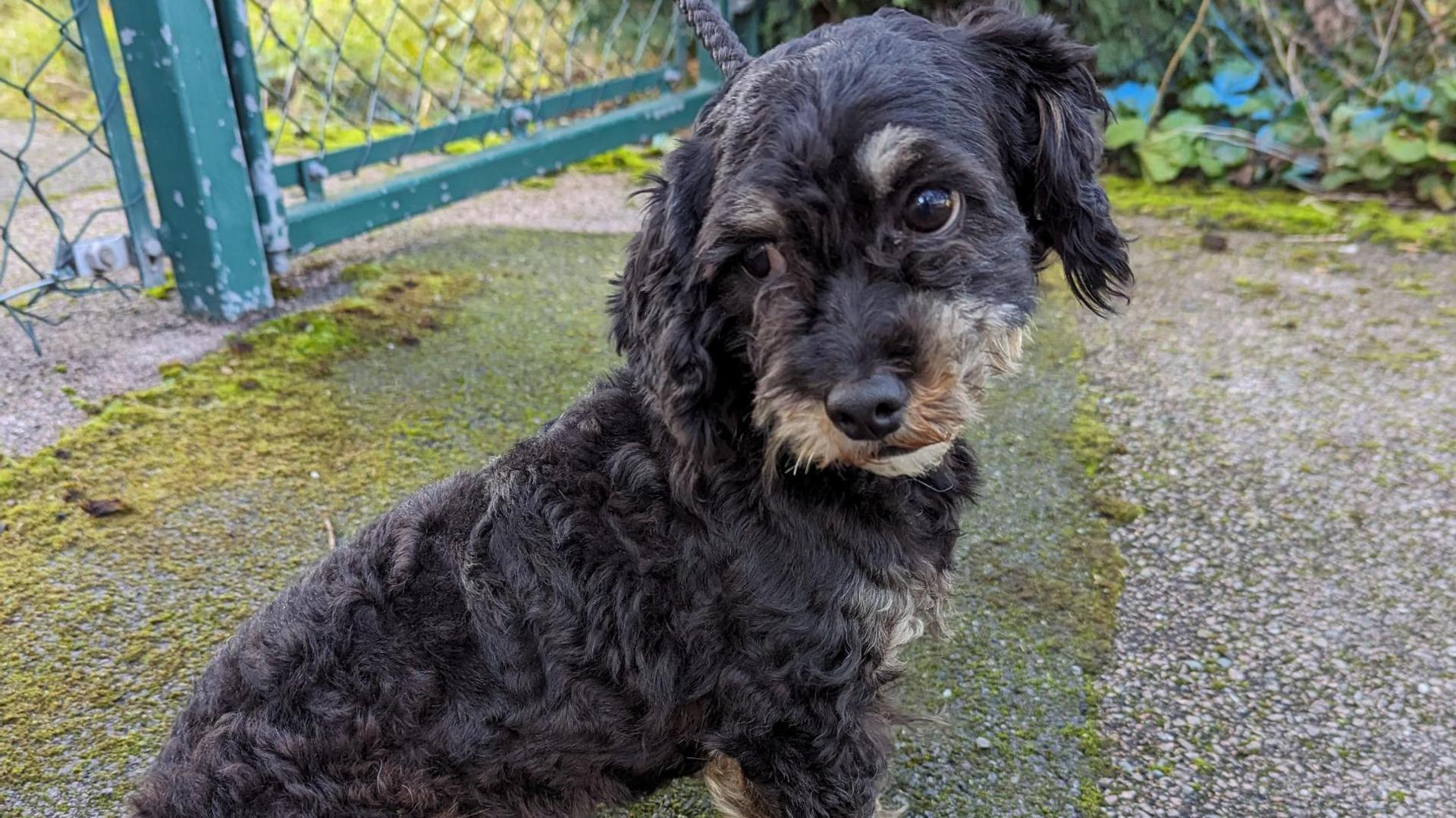 A small dog with curly black fur sits on pavement. Its head is turned slightly. A green fence can be seen in the background.