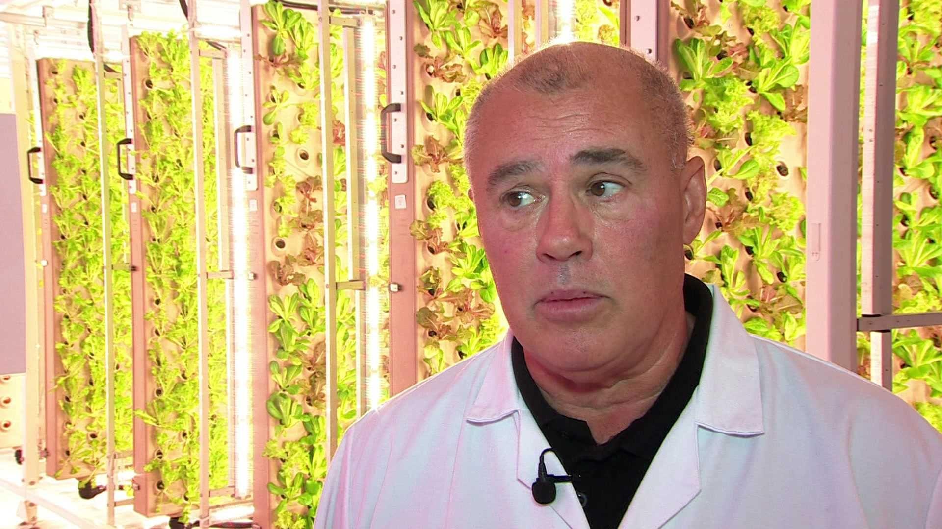 Dean Barron who's the operations director at the indoor farming company Innovation Agri Tech standing in front of a brightly lit bay of lettuce leaves being grown on vertical indoor panels measuring 16ft by 16ft.