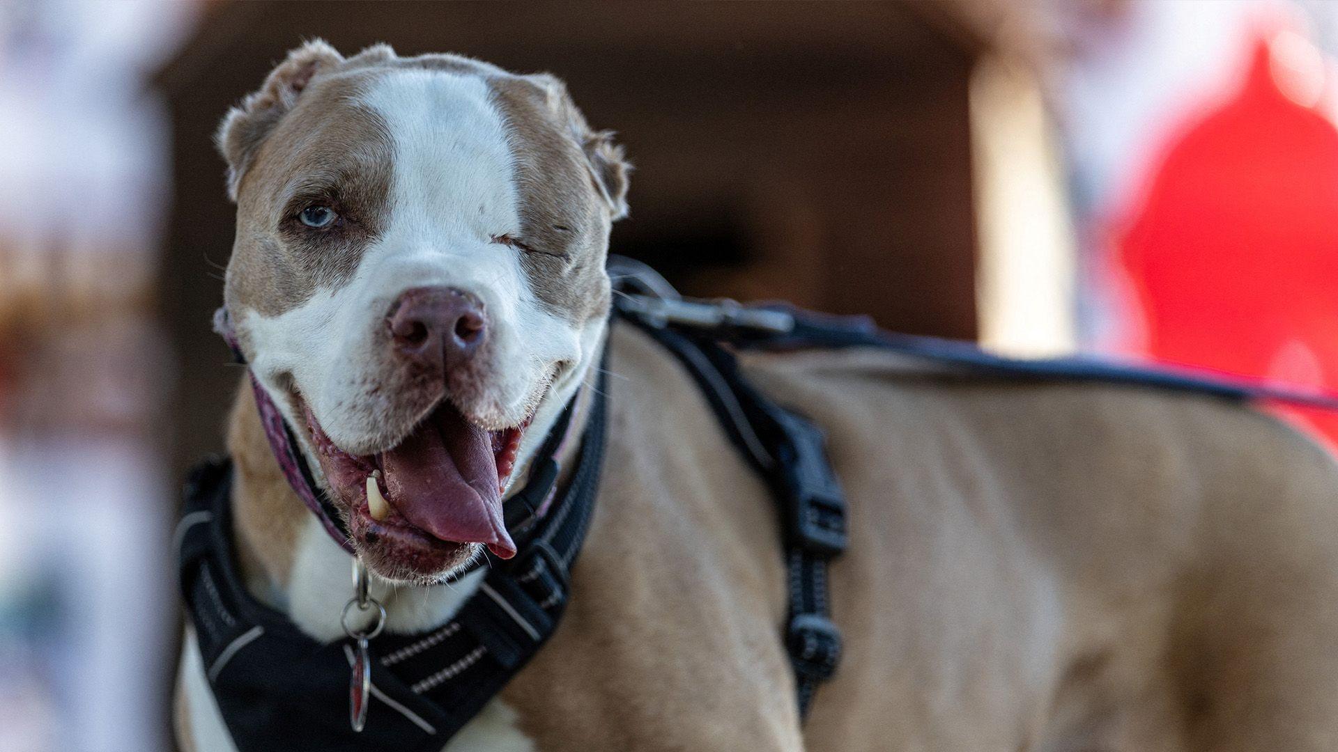 A short haired dog that looks like a bull terrier type of dog. It has a light brown and white coat. They're wearing a black harness and has their tongue out and one eye is closed.