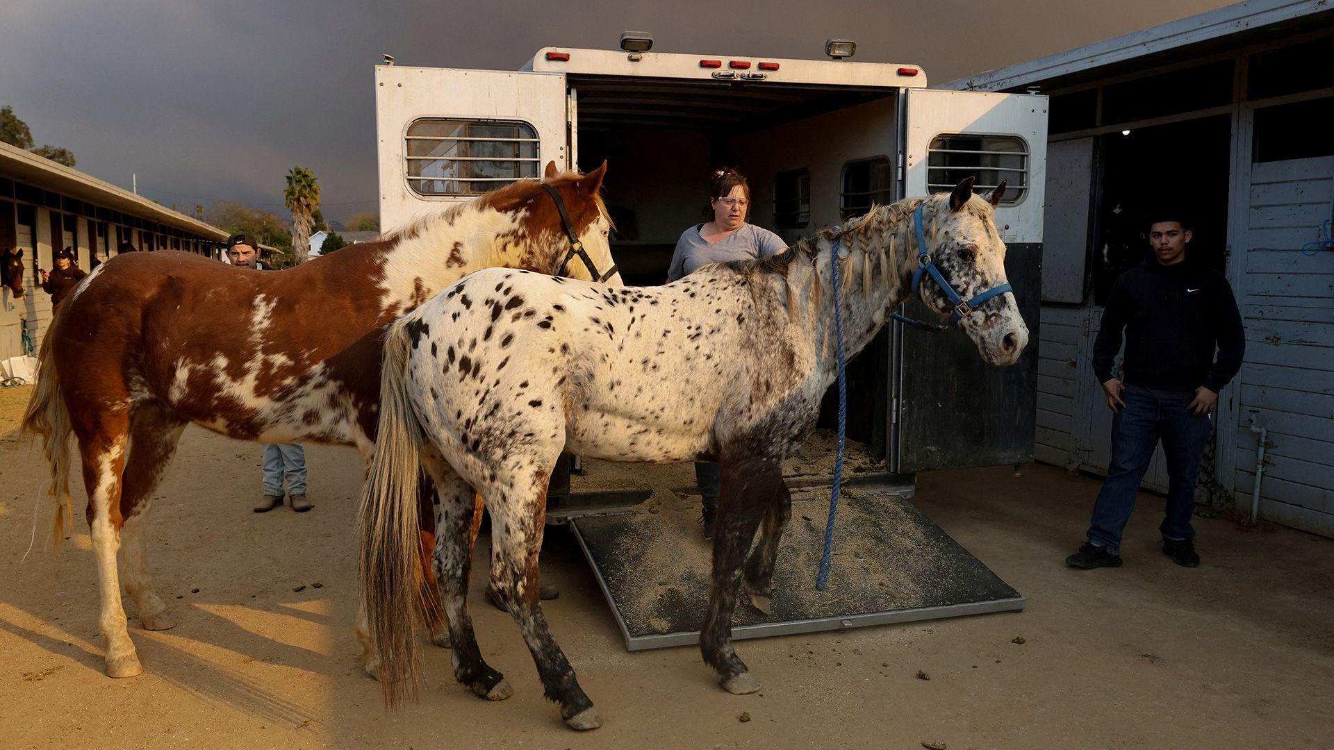 Two horses next to a horse box van, with black clouds in the distance