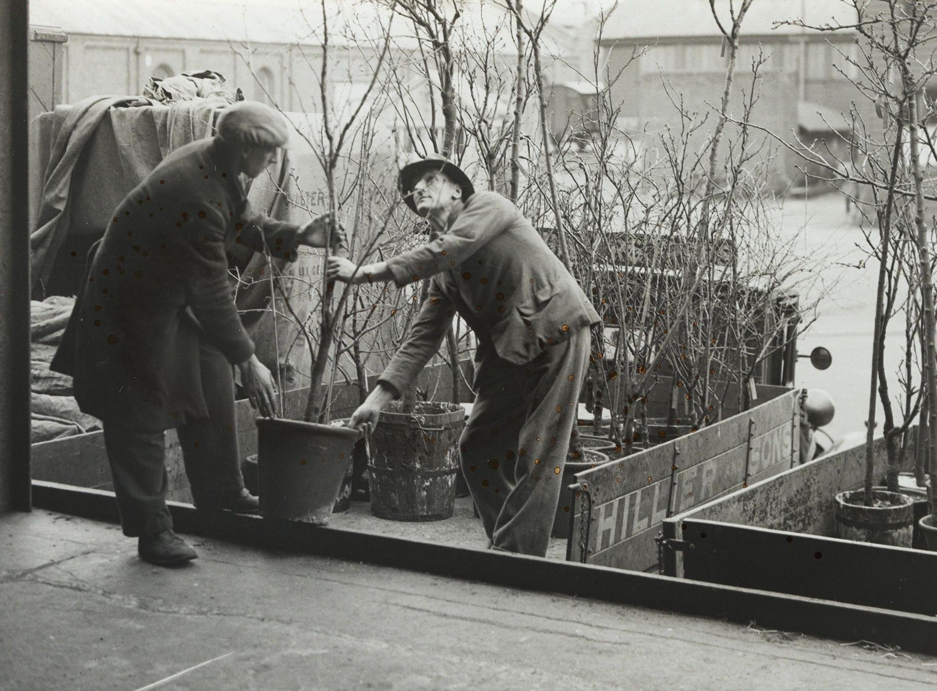Black and white photo taken in 1934 of gardeners taking out a potted sapling from a large crate.