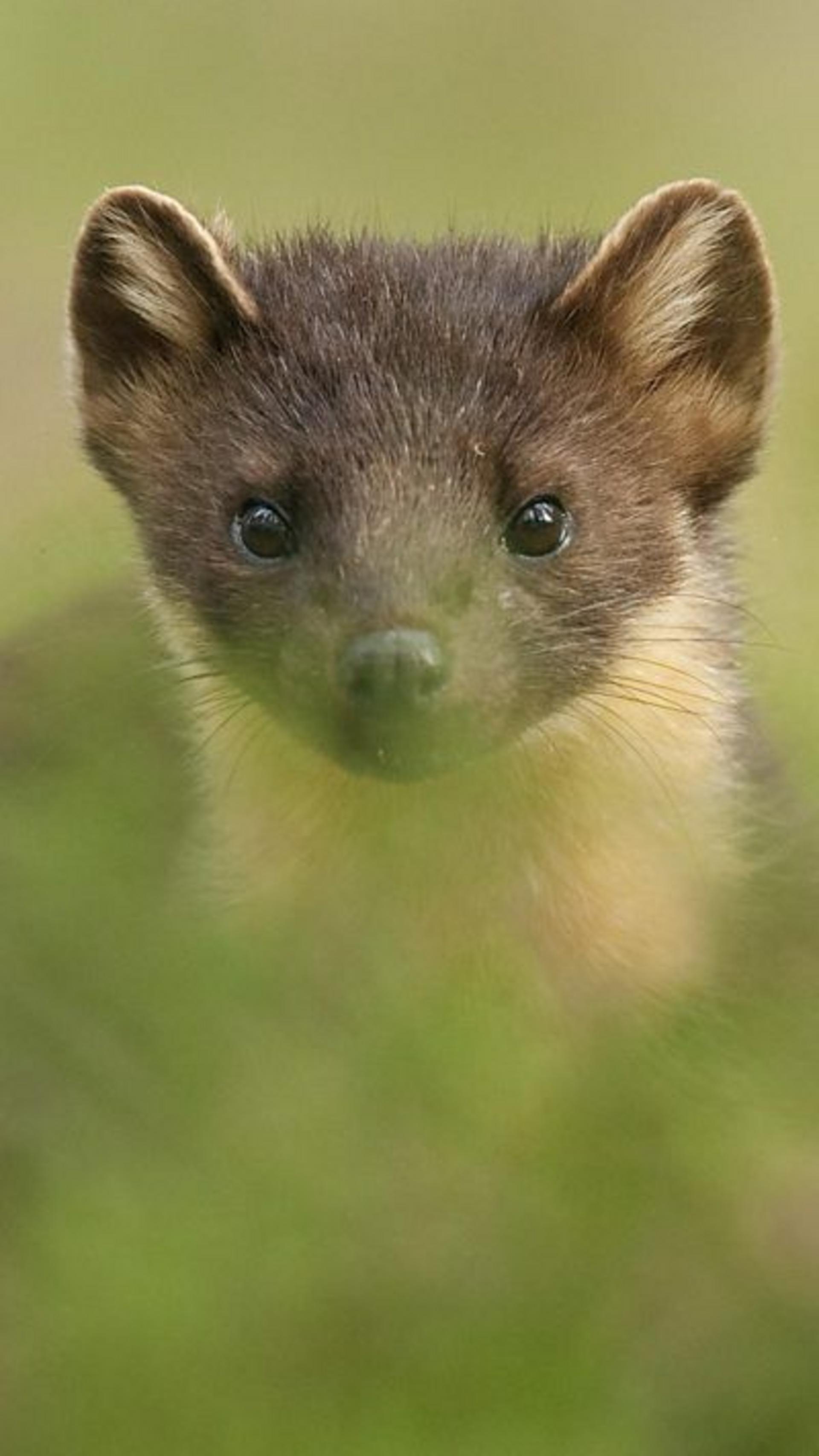 Pine marten babies born on Exmoor for first time in 100 years