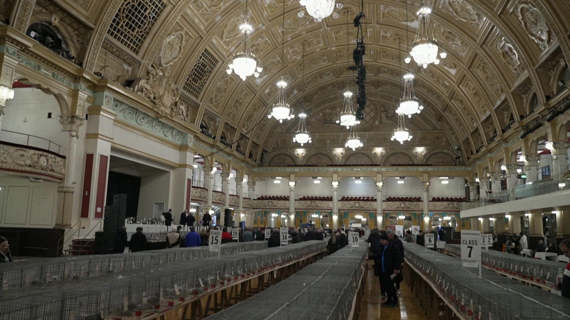 Rows of cages are lined up on tables in Blackpool's Winter Gardens, each containing a pigeon as fanciers wander up and down the aisles looking at them.