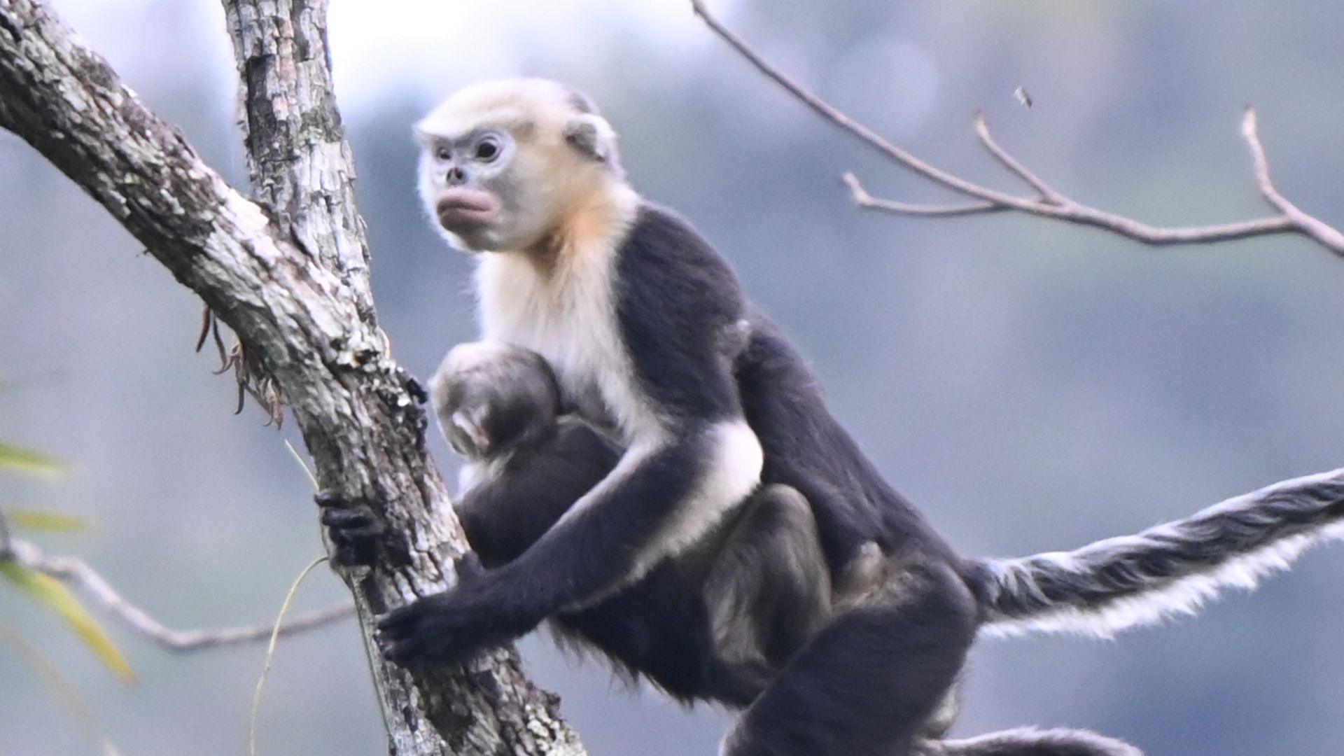 A monkey and baby holding on to the trees