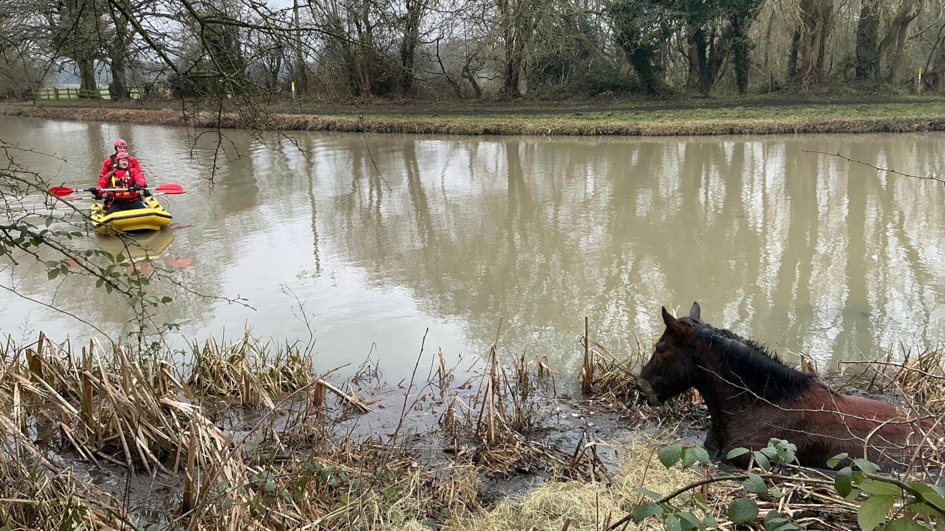 Brandy looks towards rescuers who move in on a canal to save her