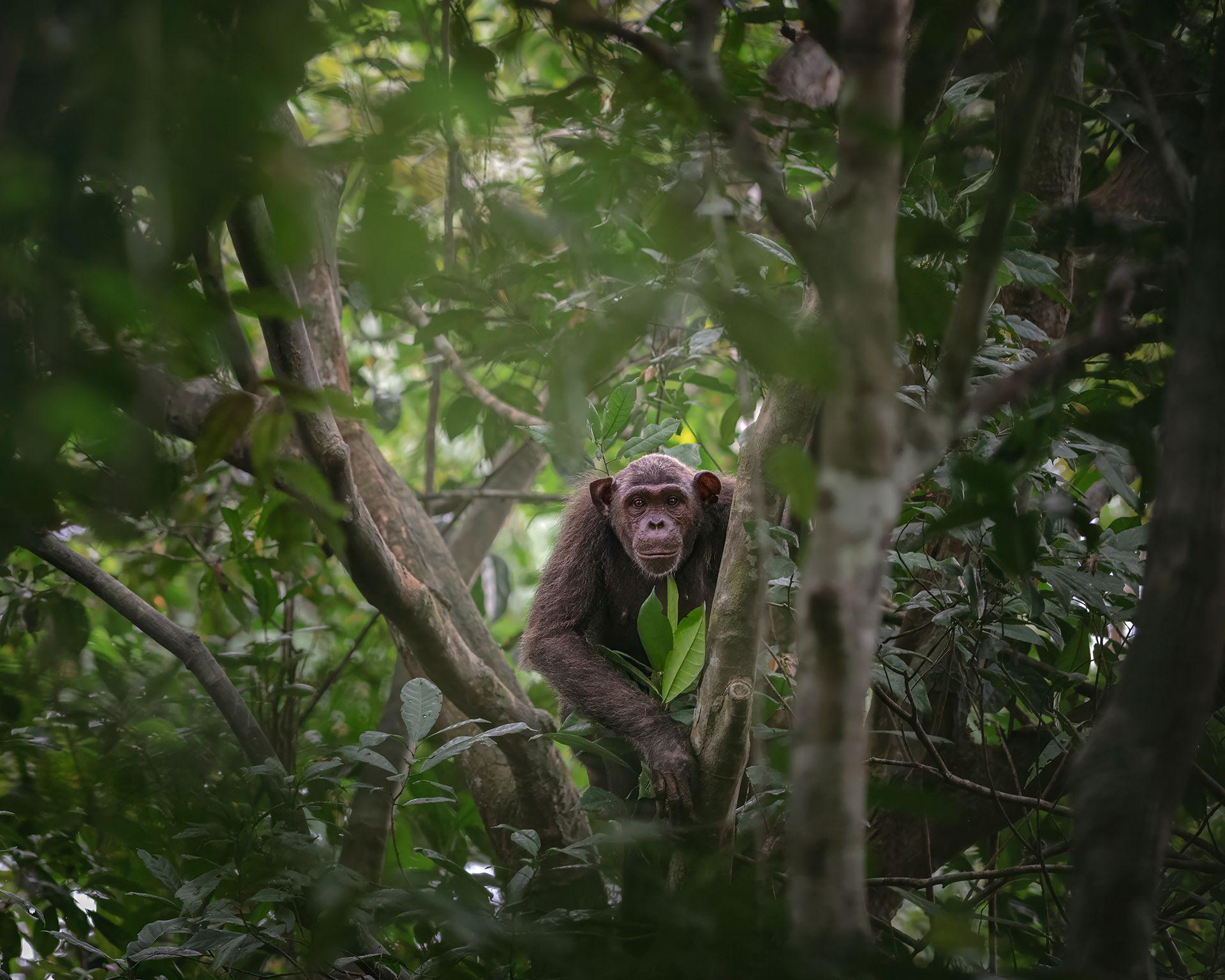 A chimpanzee pauses and looks down as its family