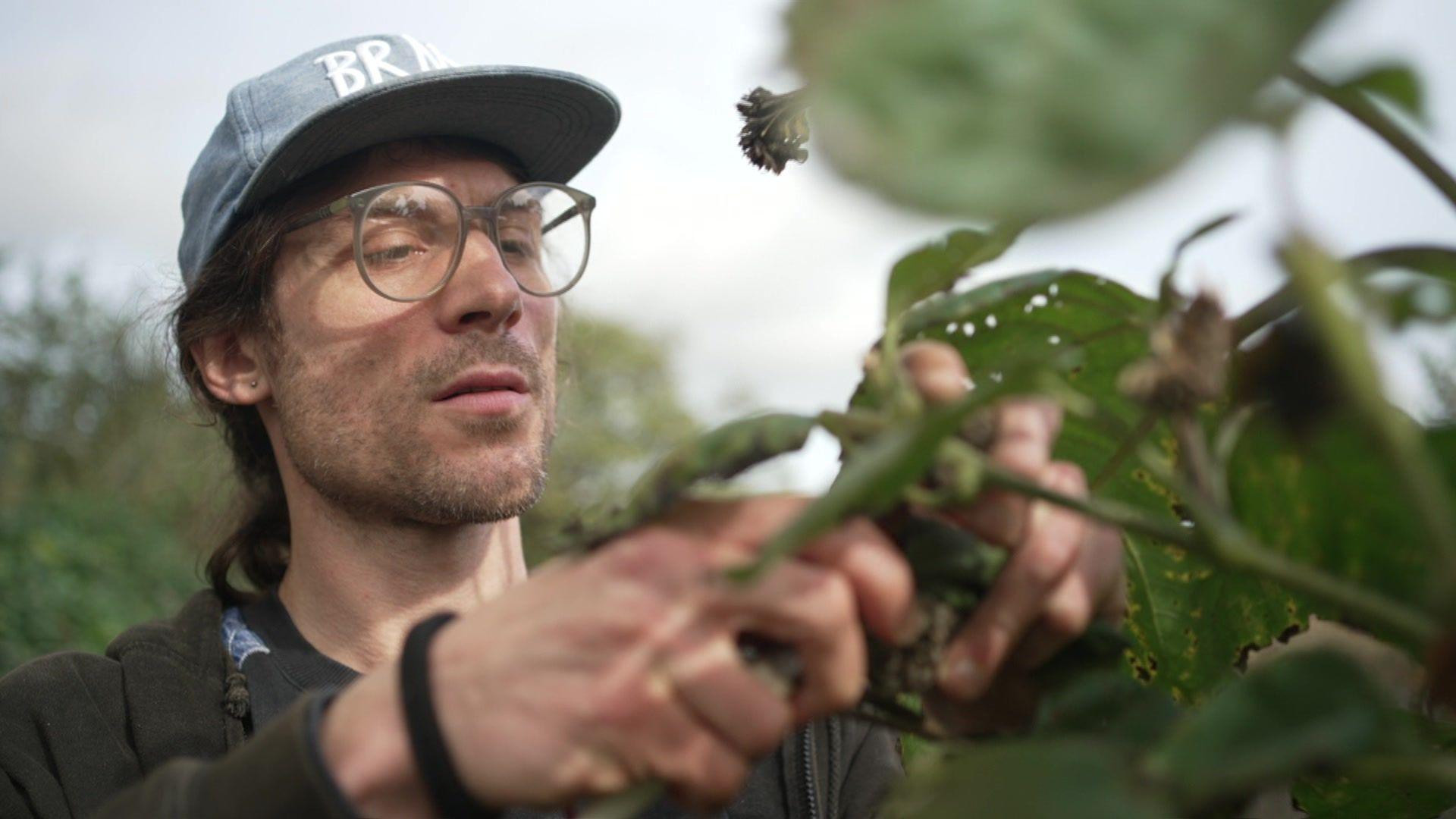 A man pruning roses in a community garden