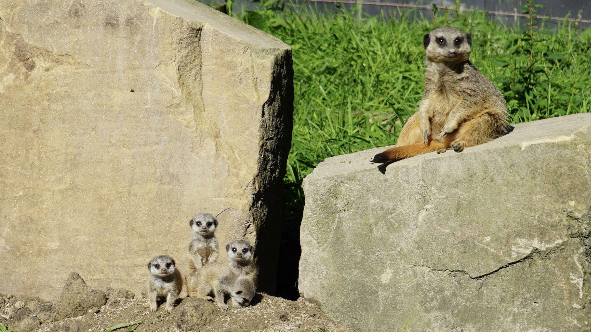 Four meerkat pups sit near their proud parent, with the enclosure featuring stone and grass. 