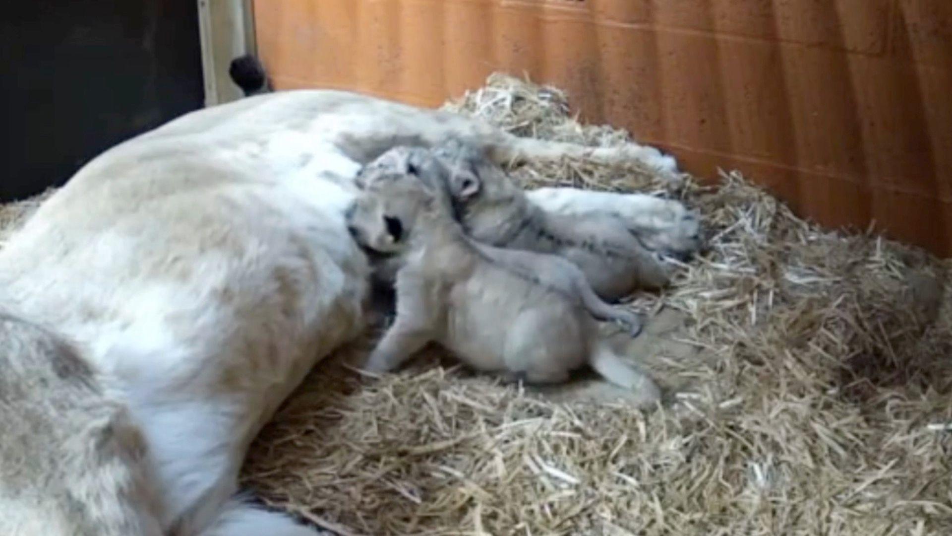 Three lion cubs feeding from their mother