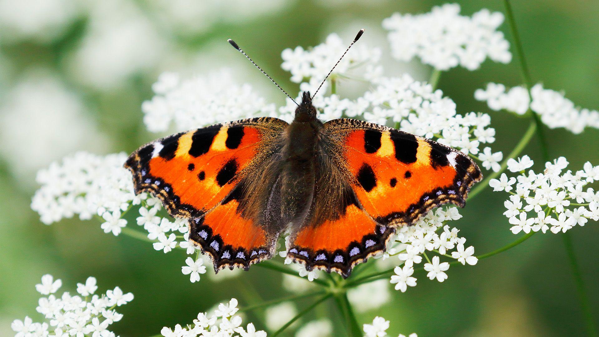 Common small tortoiseshell is laying with its wings out on a white flowered plant. It has a brown furry body, mainly orange wings with blue and brown pattern around the edge of its wings and black and yellow stripes at the top of its wings