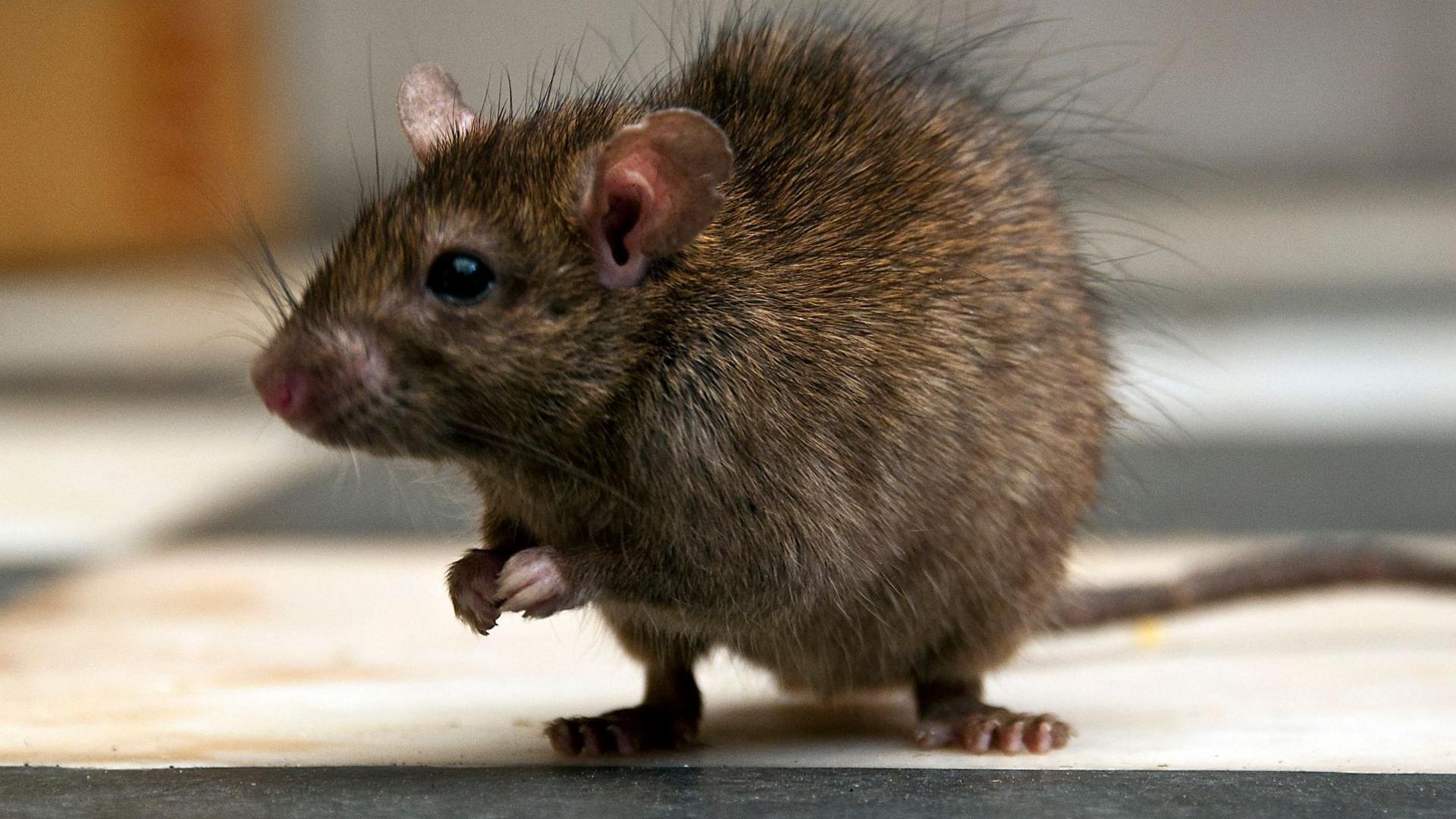 A close-up of a rat on a tile floor. The rat has brown fur and is standing on its rear paws, with it's front paws clasped together just under its head. 