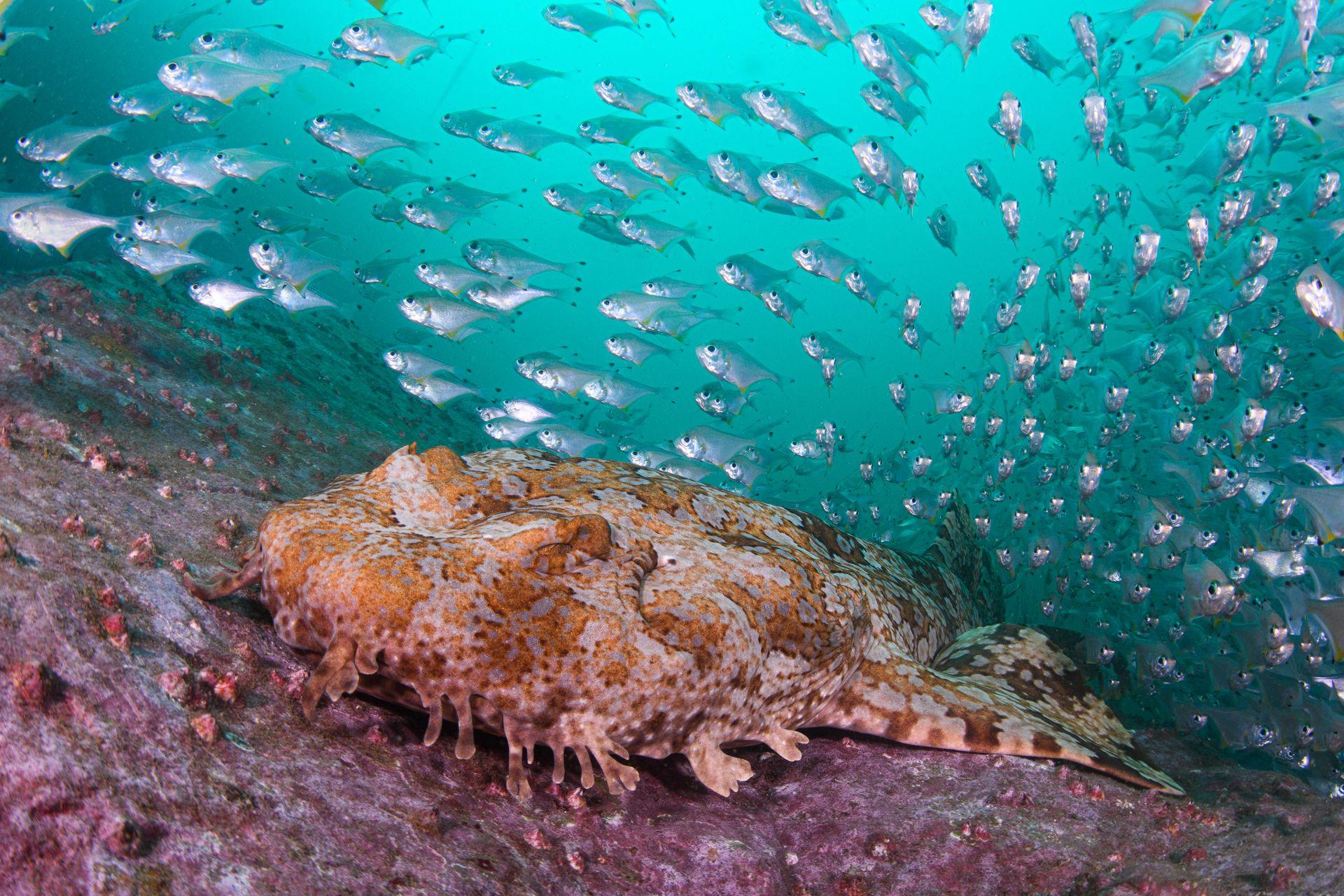 A gulf wobbegong swims across the bottom off the ocean. Hundreds of silver fish swim alongside it. The water is a light turquoise.