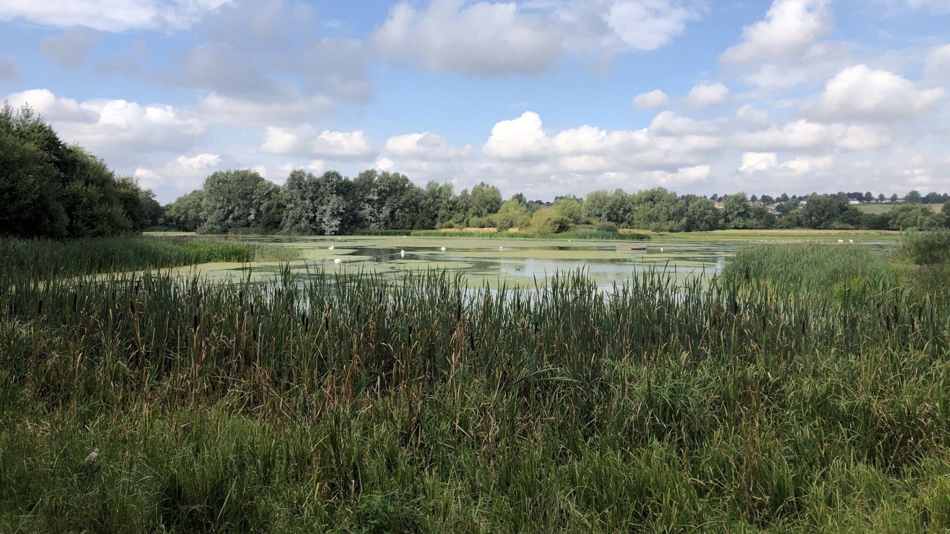 Summer Leys Nature Reserve, showing water, trees, bushes, wildlife and fields in the distance.