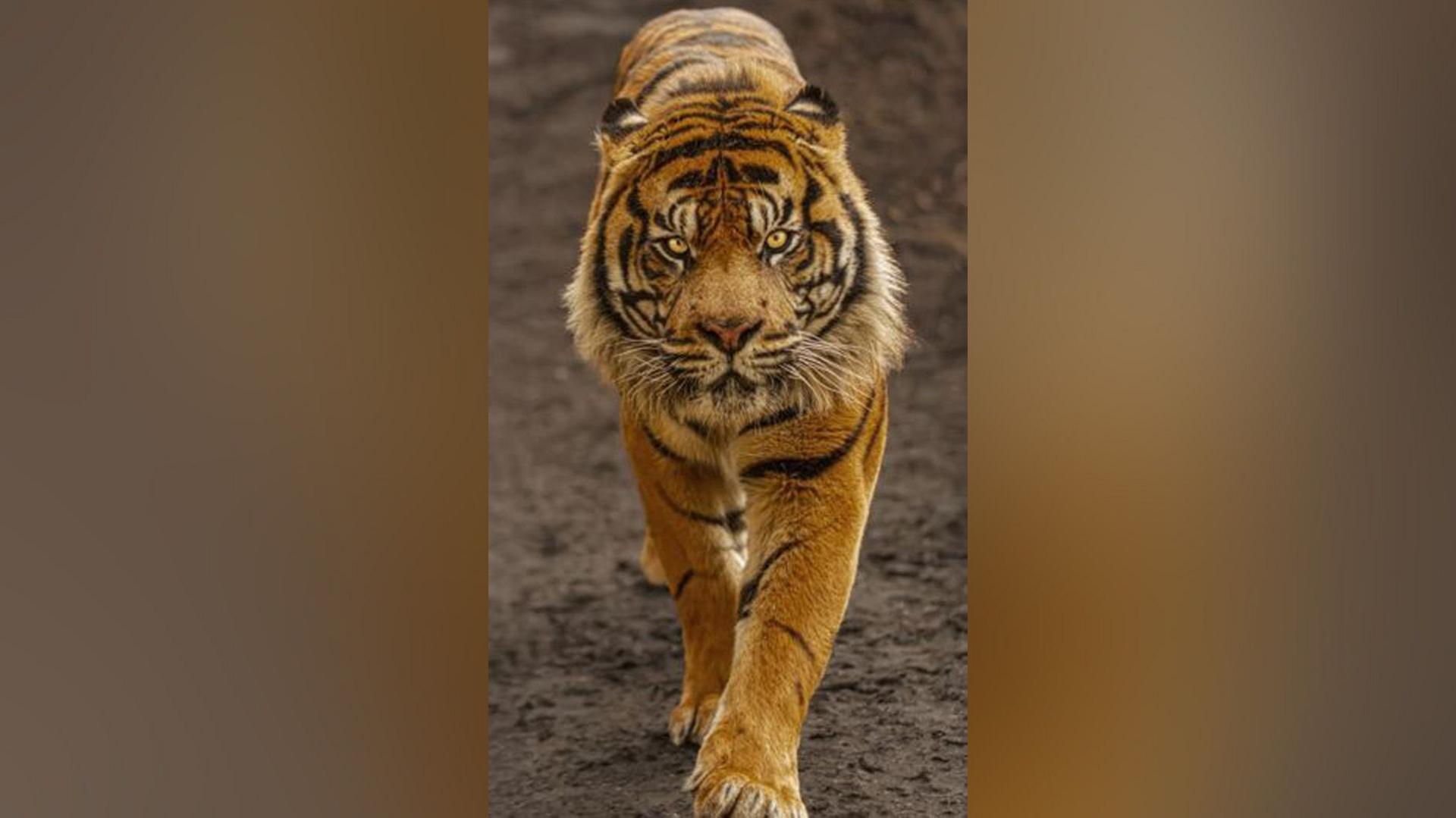 A tiger walking towards the camera.