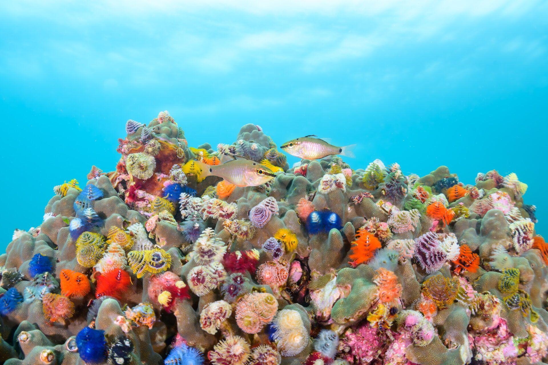 A pair of twospot cardinalfish shelter above colourful Christmas tree worms on a reef in Japan.