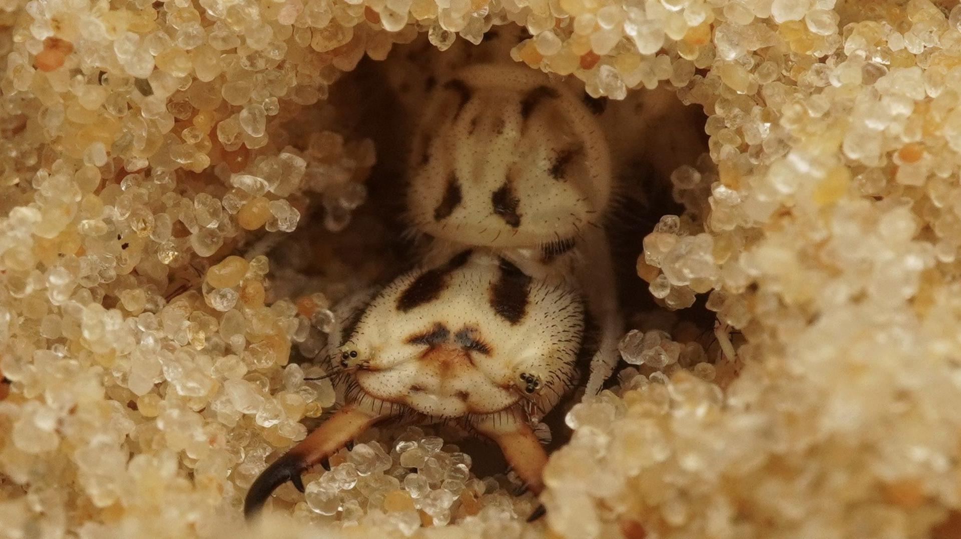 A close up picture of a grayish brown insect hiding in some sand. Its body has some dark brown markings and is covered in tiny bristles. It has a square shaped head with long, pointed jaws