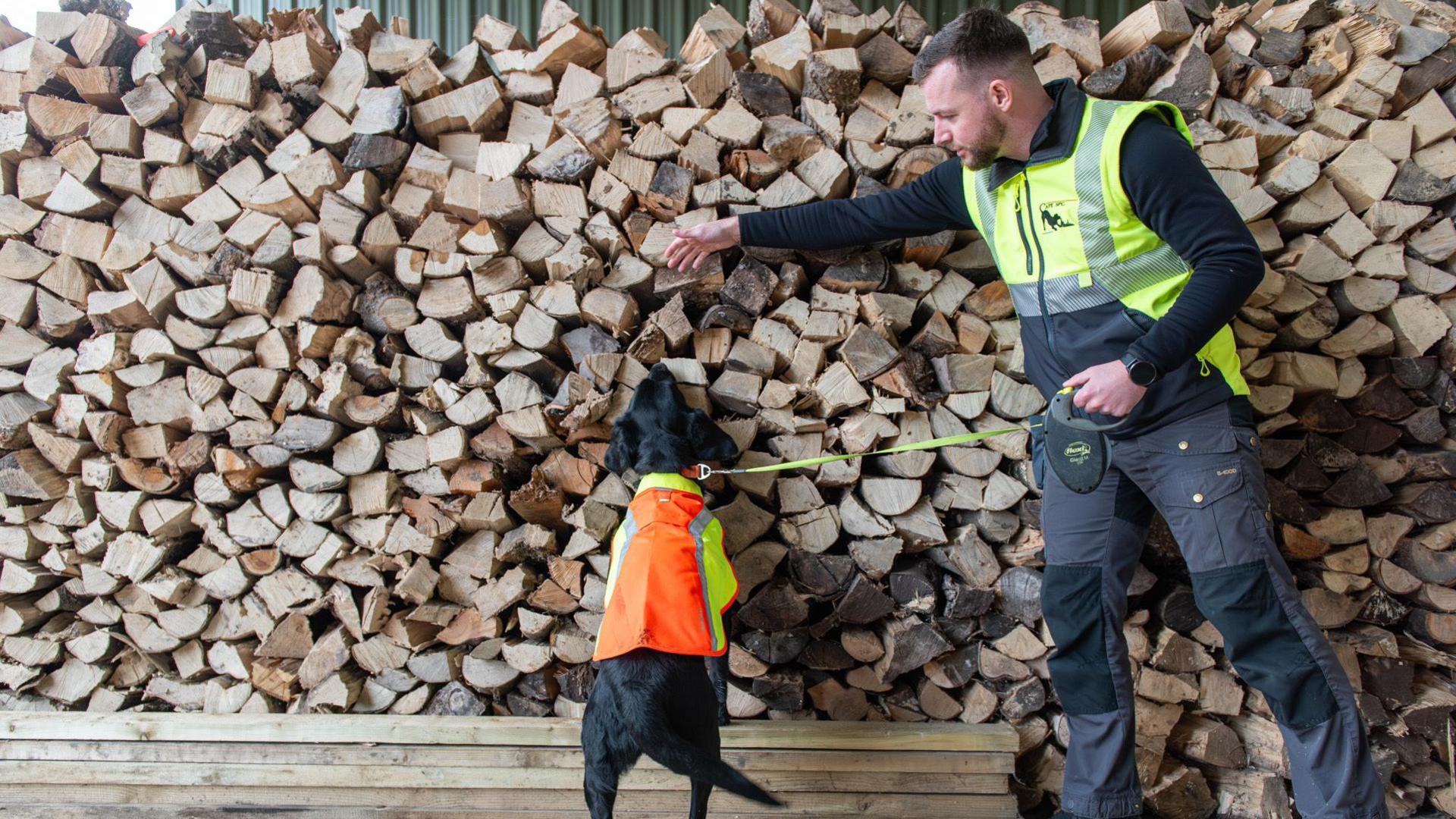 Cocker Spaniel Labrador cross sniffing logs