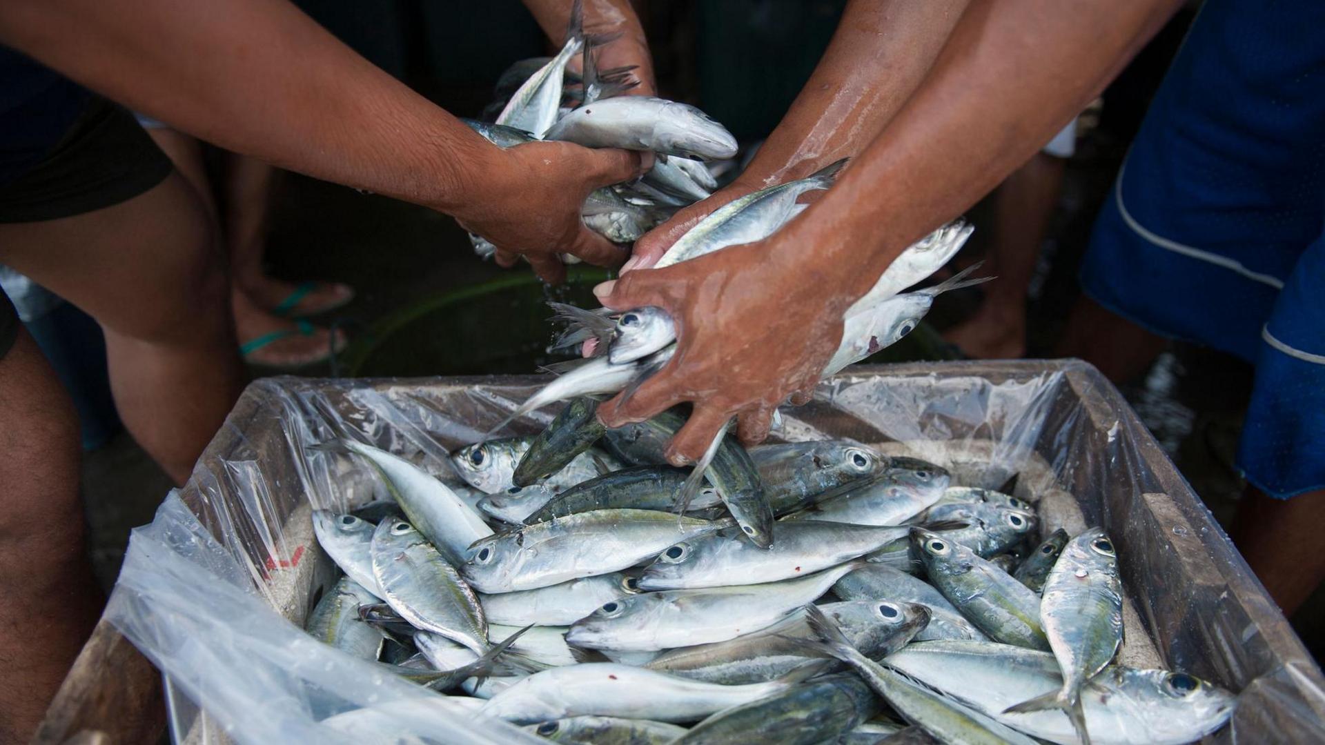 A haul of fish 