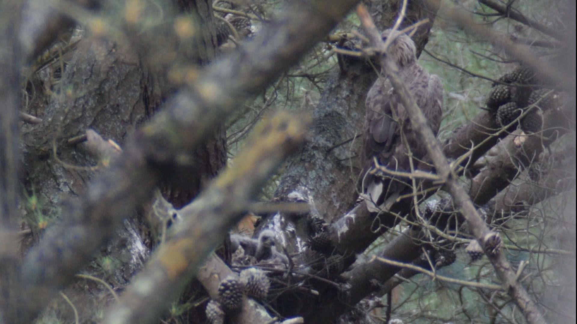 A fuzzy distant image of a white-tailed eagle chick and an adult white-tailed eagle in a nest surrounded by tree branches