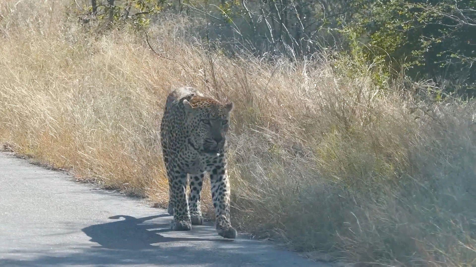 A leopard walks along a stretch of road, behind it is some yellowed grass/vegetation