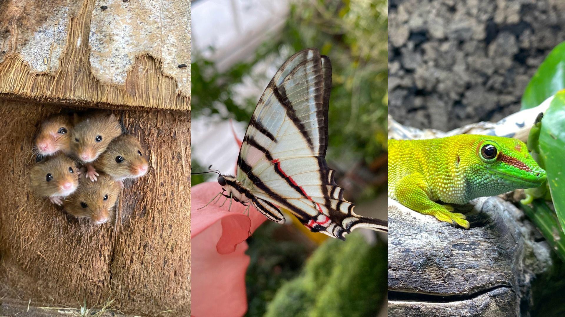 Creaduriaid Pili Palas