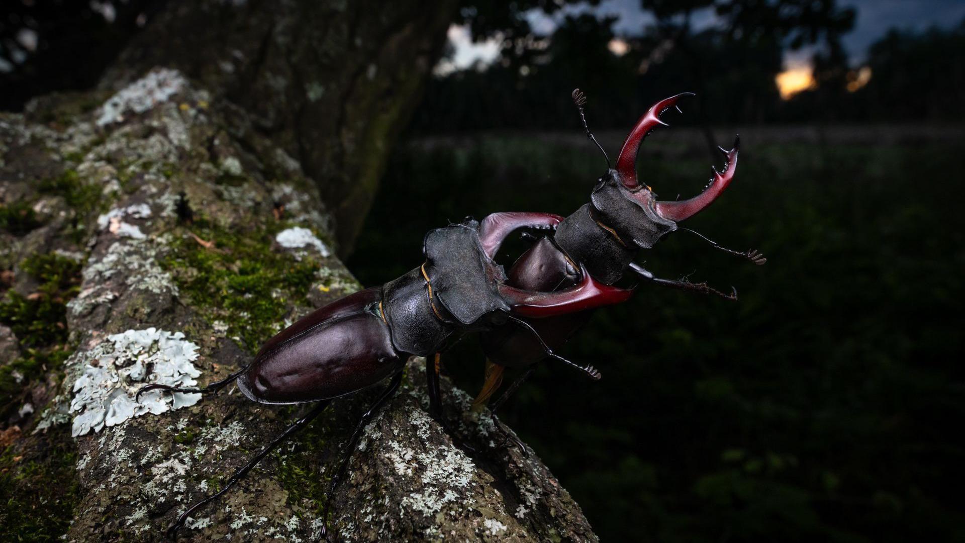 Purple and black insect sitting on a tree branch