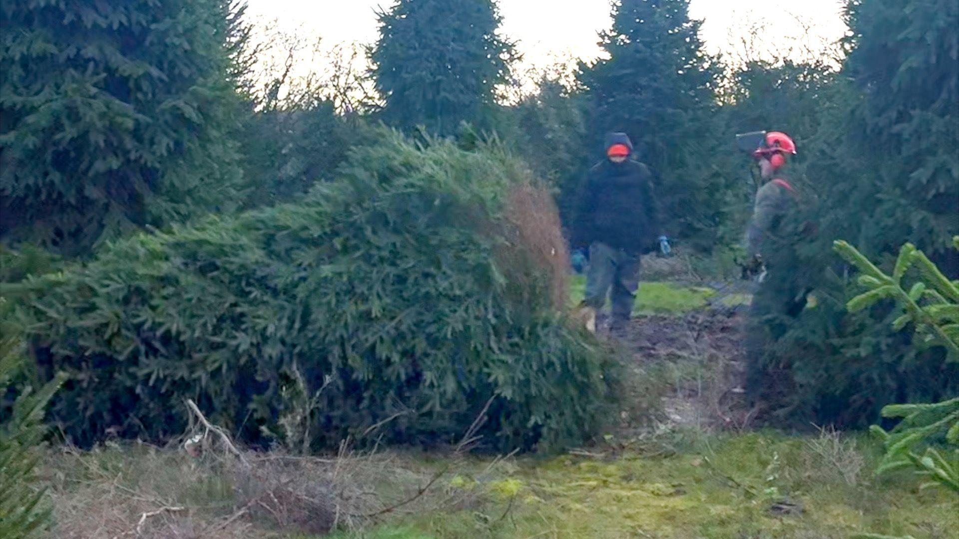Two farm workers stood nearby the felled tree