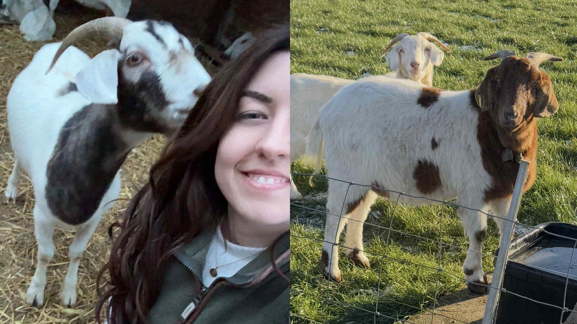 Two photos side by side. On the left is a woman with long brown hair taking a selfie with a white and black goat which is sniffing her hair. On the right is a goat standing in a field with a brown face and white body with brown spots. A white goat can be seen peeking behind it.