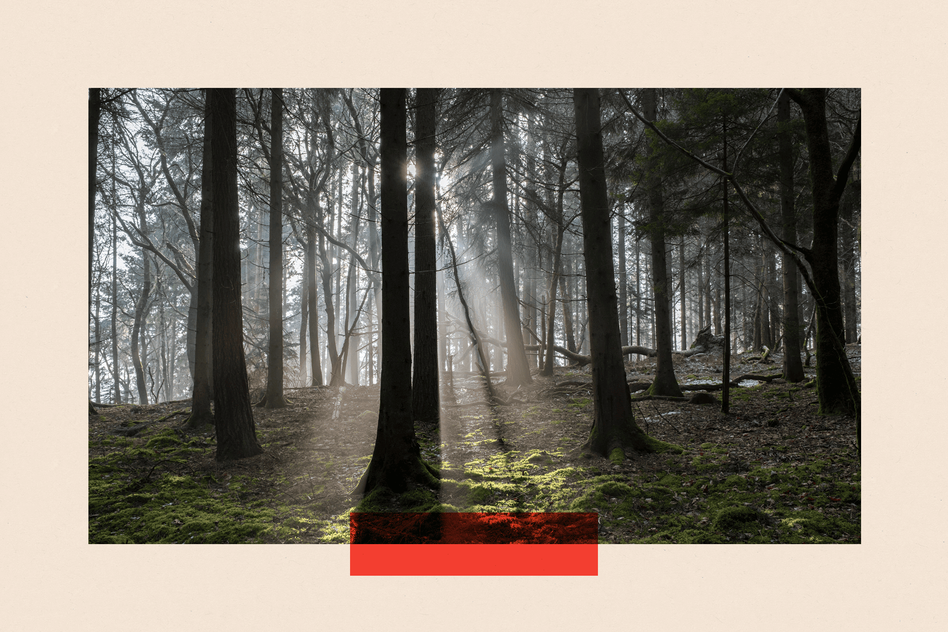 Bucknell Wood ancient woodland in mist and sunlight