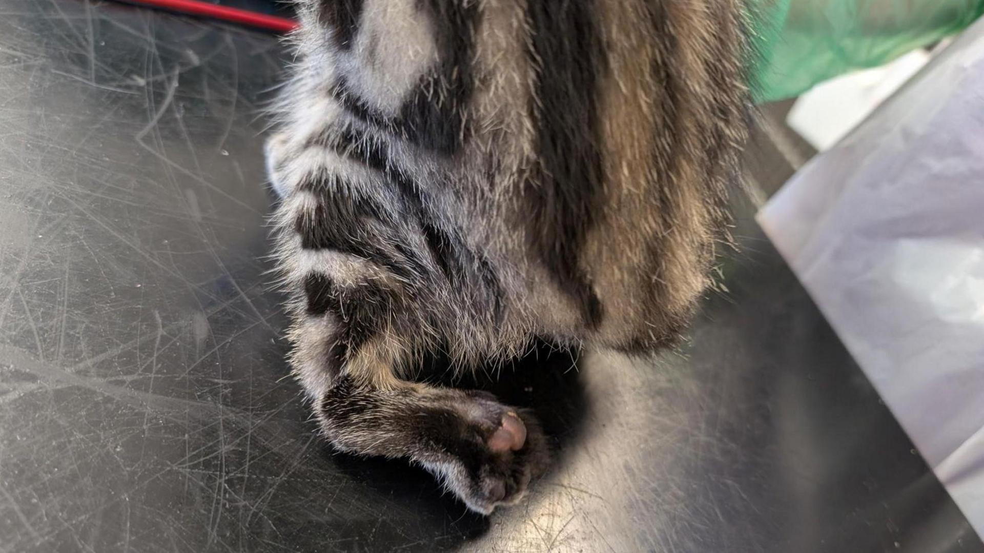 The stump of a cat's leg where it has been amputated.