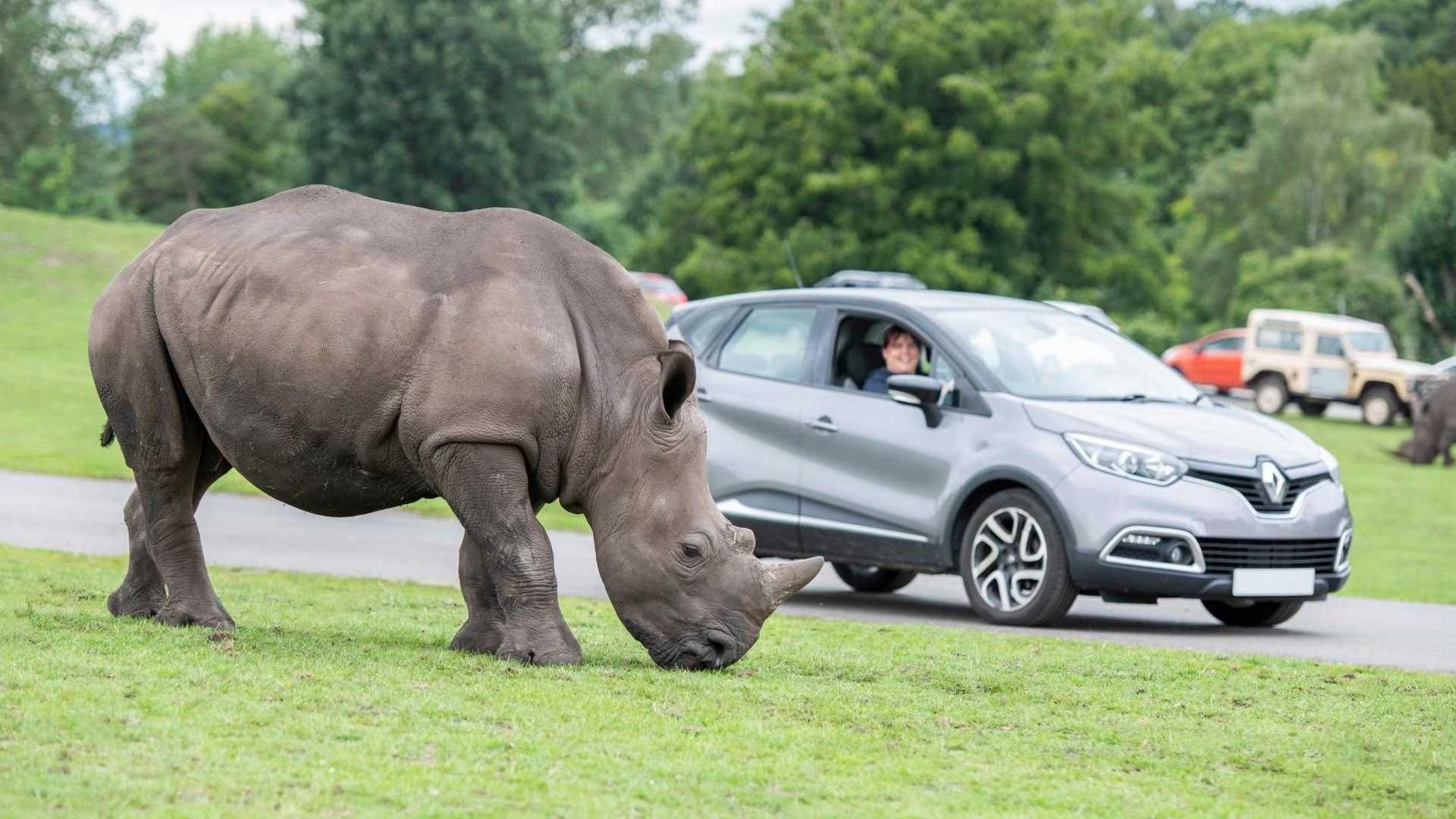 A rhino in the foreground is eating grass inside Woburn Safari Park watched by a woman in her car.  